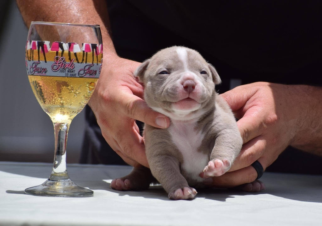 CHAMPAGNE (LILAC) & TRI COLOR POCKET AMERICAN BULLY PUPPIES-Venomline | Texas Size Bullies | Top Pocket Bully Kennel