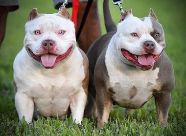 HOW TO BECOME A SUCCESSFUL AMERICAN BULLY BREEDER