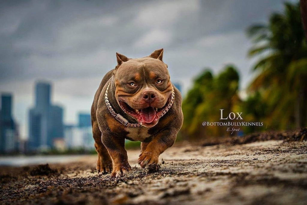 Incredible Pocket Bully Puppies For Sale #1 American Bully Bloodline-Venomline | Texas Size Bullies | Top Pocket Bully Kennel