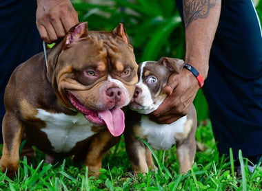 THE EXTREME AMERICAN BULLY - TRI COLOR POCKET BULLY PUPPIES - VENOMLINE