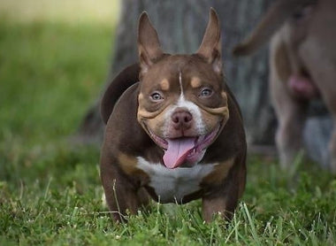 CHOCOLATE TRI COLOR POCKET BULLY- INTRODUCING 