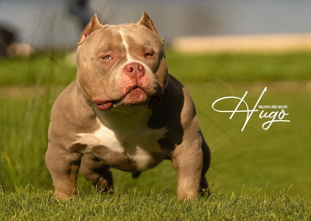 Tips on Finding Best American Bully Studs, Stud Service & Puppies-Venomline | Texas Size Bullies | Top Pocket Bully Kennel