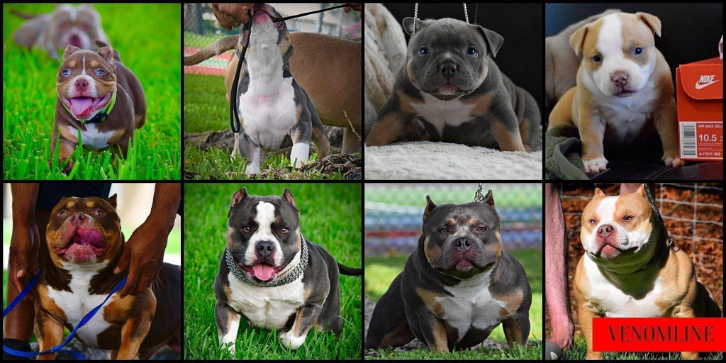 From Pups to Adults: 9 Incredible American Bully Transformations You Have to See To Believe!-Venomline | Texas Size Bullies | Top Pocket Bully Kennel