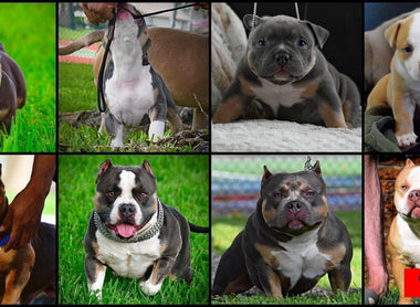 From Pups to Adults: 9 Incredible American Bully Transformations You Have to See To Believe!
