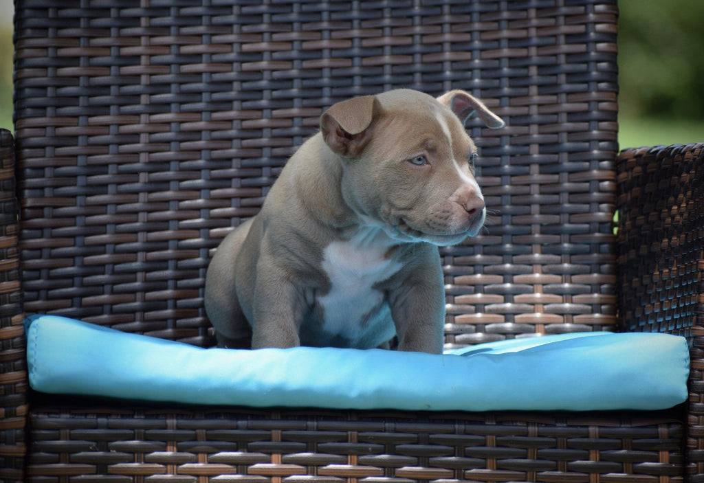 CHAMPAGNE POCKET AMERICAN BULLY PUPPIES FOR SALE-Venomline | Texas Size Bullies | Top Pocket Bully Kennel