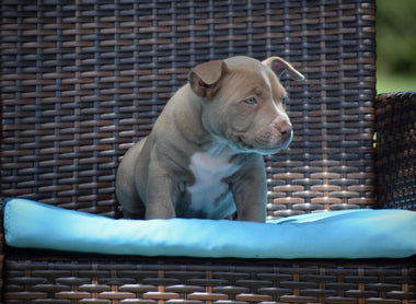 CHAMPAGNE POCKET AMERICAN BULLY PUPPIES FOR SALE