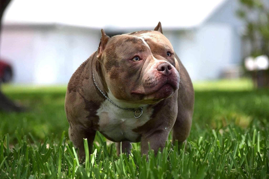 The Pocket Bully Should Carry Heavy Bone & Muscle, But Still Be Athletic & Functional-Venomline | Texas Size Bullies | Top Pocket Bully Kennel