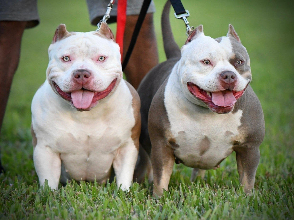 5 INCREDIBLE POCKET AMERICAN BULLY'S UNDER 18 MONTHS OLD THAT'LL BLOW YOUR MIND-Venomline | Texas Size Bullies | Top Pocket Bully Kennel