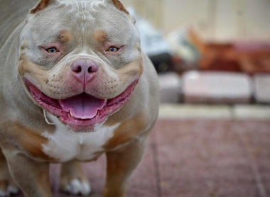 Health Issues In Merle - Why To Avoid It in The American Bully Breed