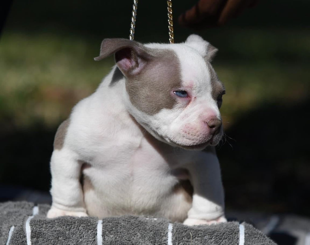 LILAC TRI COLOR POCKET AMERICAN BULLY PUPPIES AT 8 WEEKS-Venomline | Texas Size Bullies | Top Pocket Bully Kennel