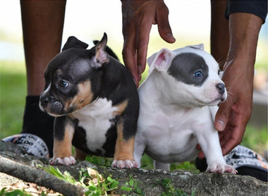 LATEST NEWS, AVAILABLE PUPPIES & UPCOMING BREEDINGS- TOP POCKET BULLY KENNEL VENOMLINE