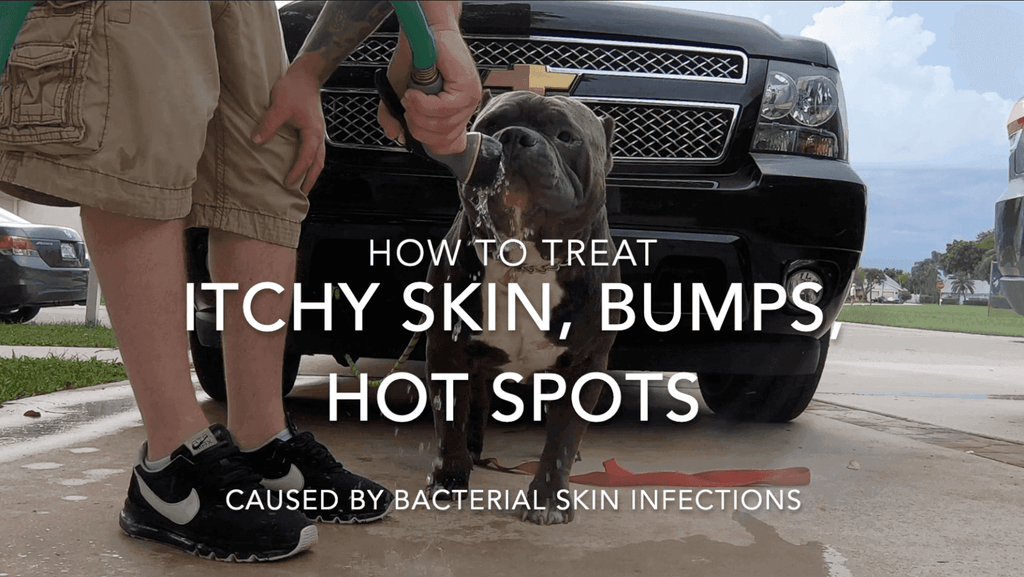 HOW TO TREAT HOT SPOTS & ITCHY SKIN | AMERICAN BULLY | BULLDOGS | PIT BULLS-Venomline | Texas Size Bullies | Top Pocket Bully Kennel