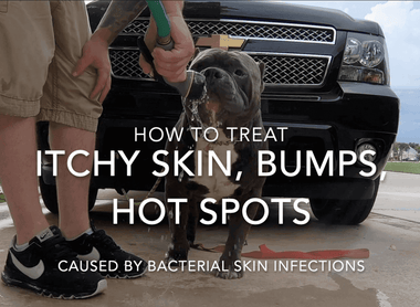 HOW TO TREAT HOT SPOTS & ITCHY SKIN | AMERICAN BULLY | BULLDOGS | PIT BULLS