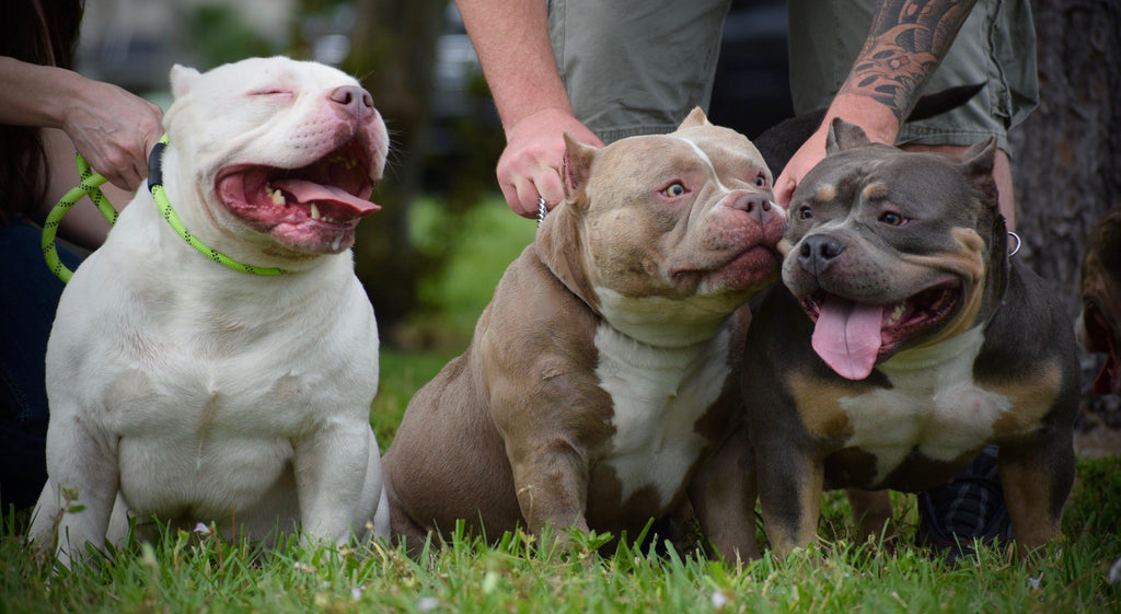 Best Extreme Build Pocket Bully Puppies For Sale | Venomline-Venomline | Texas Size Bullies | Top Pocket Bully Kennel