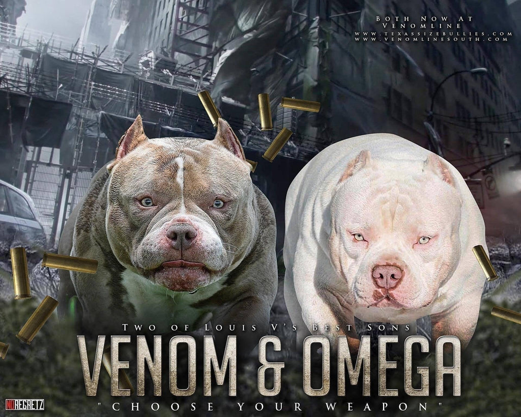 CHOOSING A STUD: SHOW DOGS & STUD DOGS IN THE AMERICAN BULLY BREED-Venomline | Texas Size Bullies | Top Pocket Bully Kennel