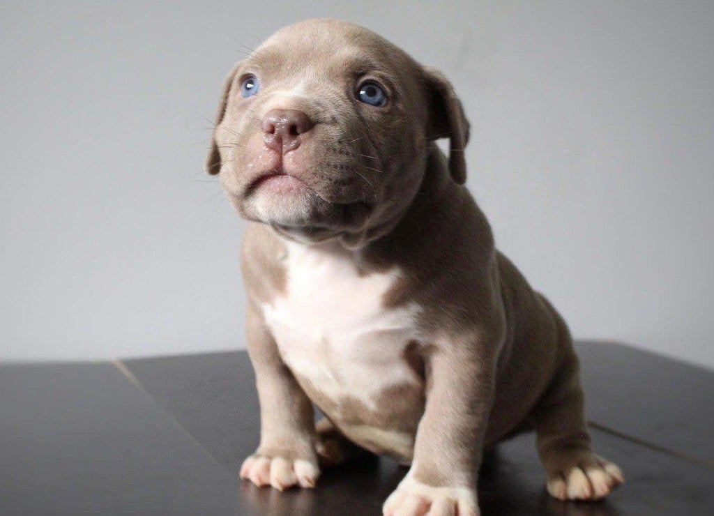 AMERICAN POCKET BULLY PUPPIES FOR SALE-Venomline | Texas Size Bullies | Top Pocket Bully Kennel