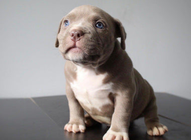 AMERICAN POCKET BULLY PUPPIES FOR SALE