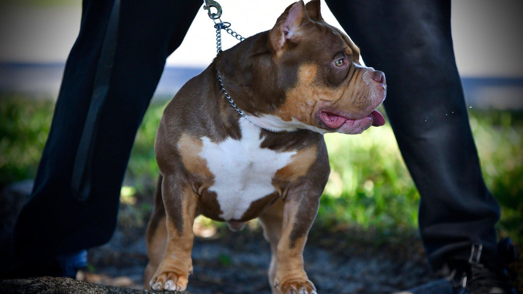 VENOMLINE POCKET AMERICAN BULLY PUPPIES FOR SALE, UPCOMING BREEDINGS & AVAILABLE STUDS-Venomline | Texas Size Bullies | Top Pocket Bully Kennel