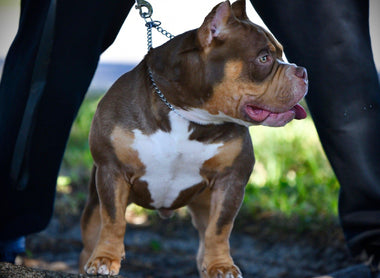 VENOMLINE POCKET AMERICAN BULLY PUPPIES FOR SALE, UPCOMING BREEDINGS & AVAILABLE STUDS