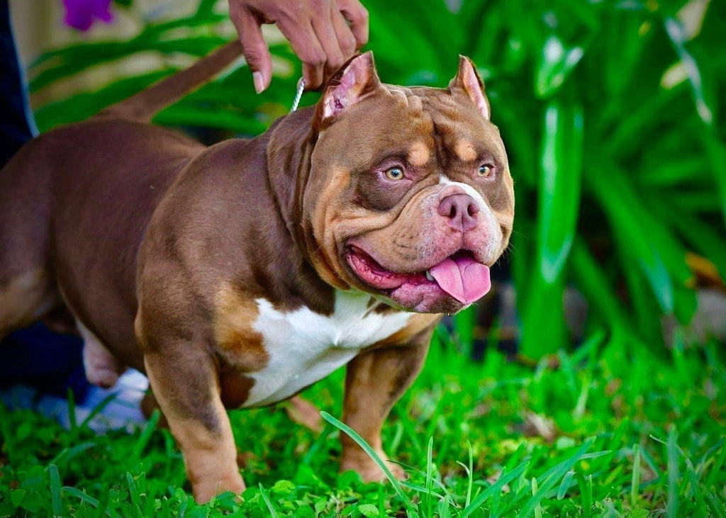 AMERICAN BULLY BREEDING 101 PART I: HOW TO BECOME A BREEDER-Venomline | Texas Size Bullies | Top Pocket Bully Kennel