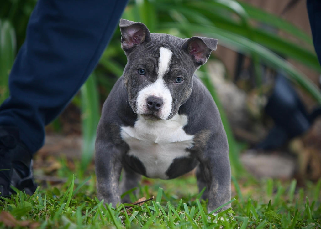 POCKET BULLY PUPPIES FOR SALE — #1 AMERICAN BULLY BLOODLINE-Venomline | Texas Size Bullies | Top Pocket Bully Kennel