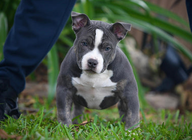 POCKET BULLY PUPPIES FOR SALE — #1 AMERICAN BULLY BLOODLINE