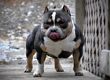 ABKC CHAMPION HOMICIDE JOINS VENOMLINE’S AMERICAN BULLY STUD LINEUP
