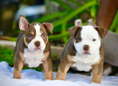 VENOMLINE AMERICAN BULLY BLOODLINE: PUPPIES FOR SALE