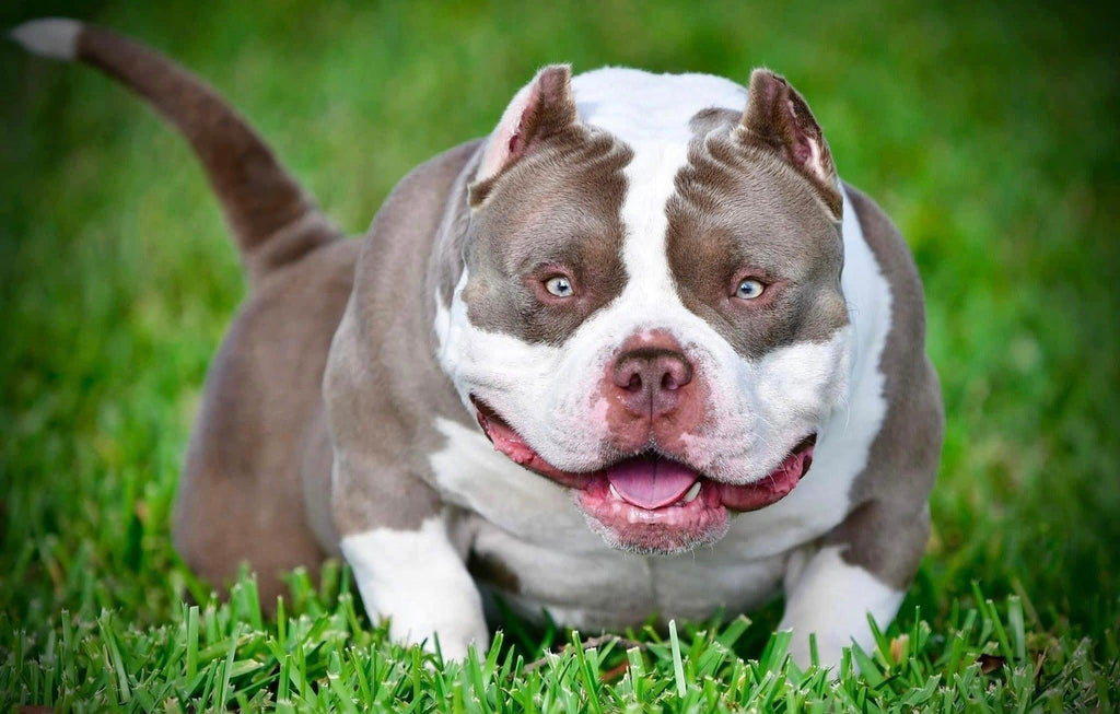 Everything You Need to Know About the American Bully Breed— Health, Temperament, Lifespan, Cost & Care-Venomline | Texas Size Bullies | Top Pocket Bully Kennel