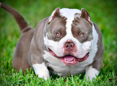 Everything You Need to Know About the American Bully Breed— Health, Temperament, Lifespan, Cost & Care