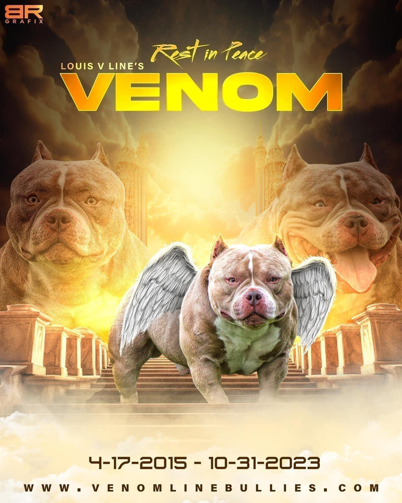 Rest in Peace to an American Bully Legend: Louis V Line's Venom-Venomline | Texas Size Bullies | Top Pocket Bully Kennel