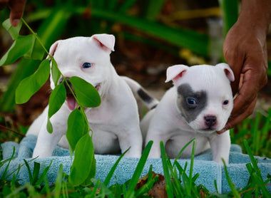 AMERICAN BULLY 101: BREED GUIDE POCKET, STANDARD, XL & ALL TYPES: MICRO, EXOTIC, EXTREME