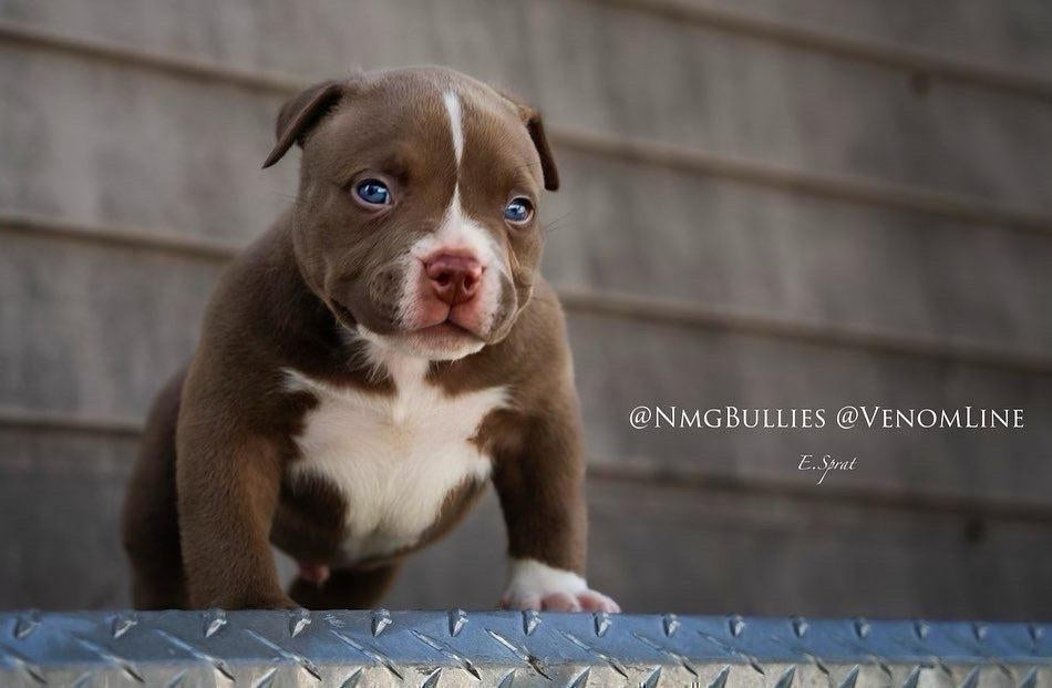 Fall in Love with the Adorable Pocket American Bully Puppies, #1 Bloodline-Venomline | Texas Size Bullies | Top Pocket Bully Kennel