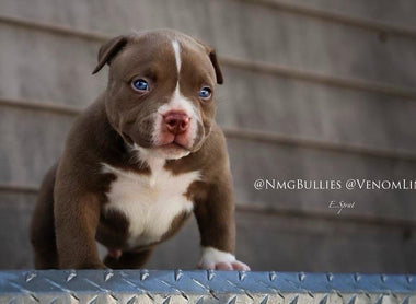 Fall in Love with the Adorable Pocket American Bully Puppies, #1 Bloodline