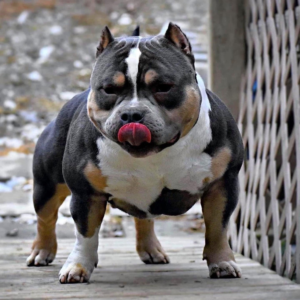 Preferred Breeding Methods of The Most Successful Horse & Dog Bloodlines-Venomline | Texas Size Bullies | Top Pocket Bully Kennel
