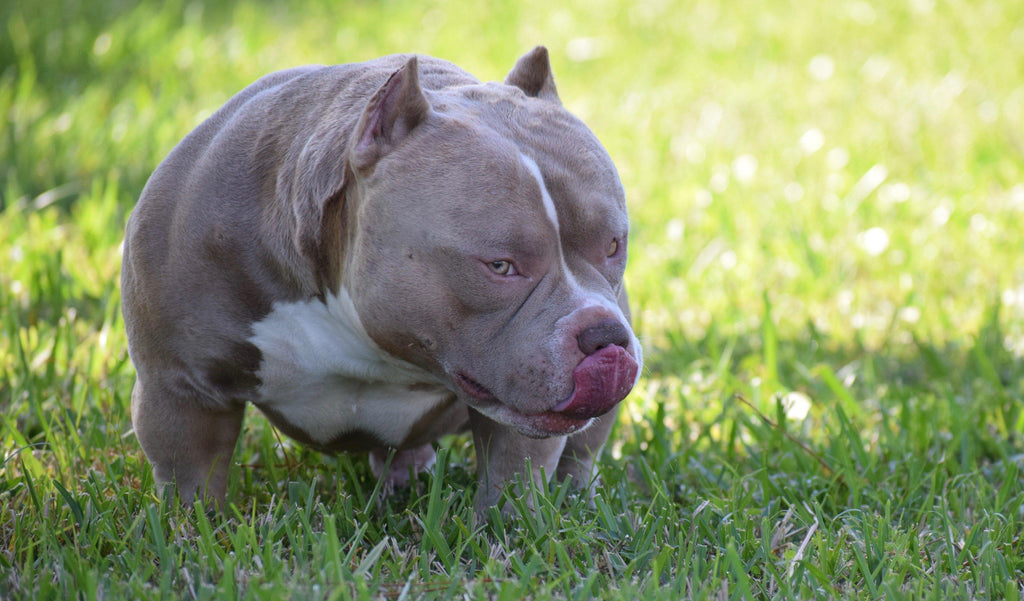 BARCROFT'S BEAST BUDDIES & DOG DYNASTY | AMERICAN BULLY VENOM FEATURED-Venomline | Texas Size Bullies | Top Pocket Bully Kennel