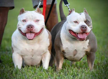 5 INCREDIBLE POCKET AMERICAN BULLY'S UNDER 18 MONTHS OLD THAT'LL BLOW YOUR MIND