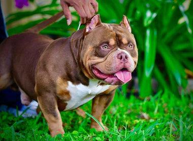 AMERICAN BULLY BREEDING 101 PART I: HOW TO BECOME A BREEDER