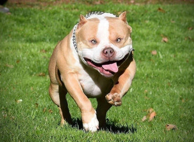 AMERICAN BULLY TRANSFORMATION: FROM PUPPIES TO ADULTS