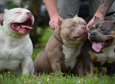 Best Extreme Build Pocket Bully Puppies For Sale | Venomline