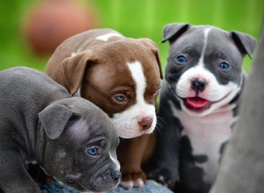 POCKET AMERICAN BULLY PUPPIES FOR SALE, AVAILABLE STUDS & UPCOMING LITTERS