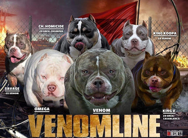 The Top Producing American Bully Studs (Best Pocket Bully Studs) 2022 — Venomline Pocket Bullies