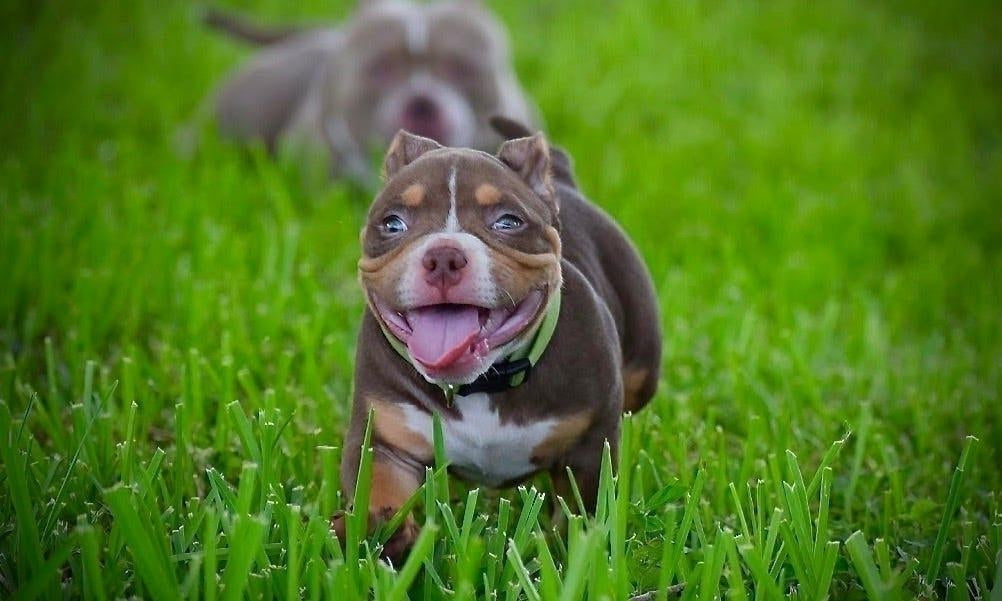 Ultimate Guide to Choosing a Puppy: Understanding the Breeder’s Selection Process-Venomline | Top Pocket American Bully Breeder