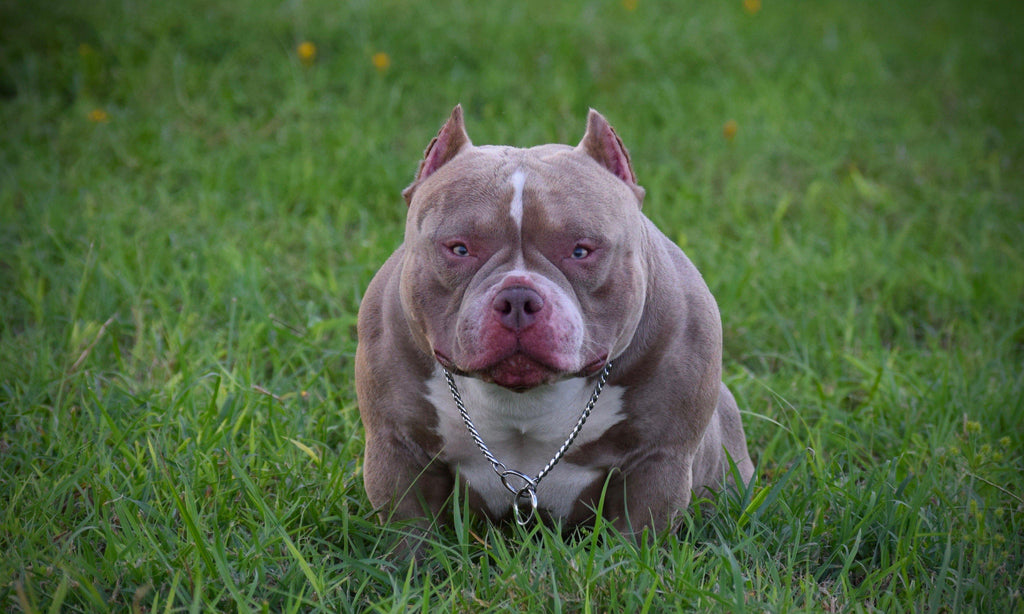X'clusive Pocket BULLY Kennel