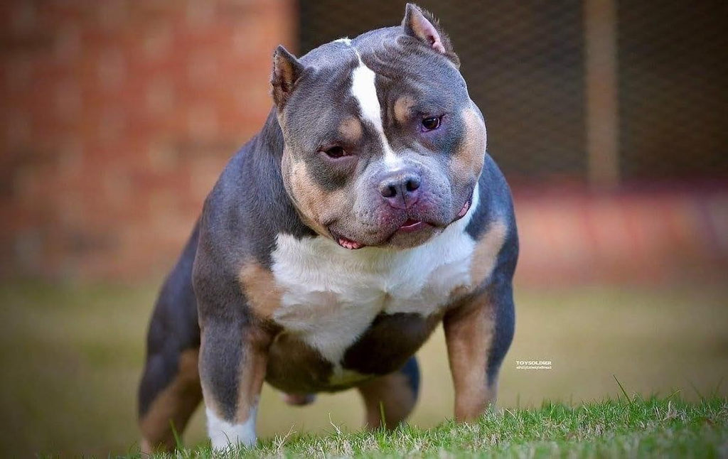 X'clusive Pocket BULLY Kennel