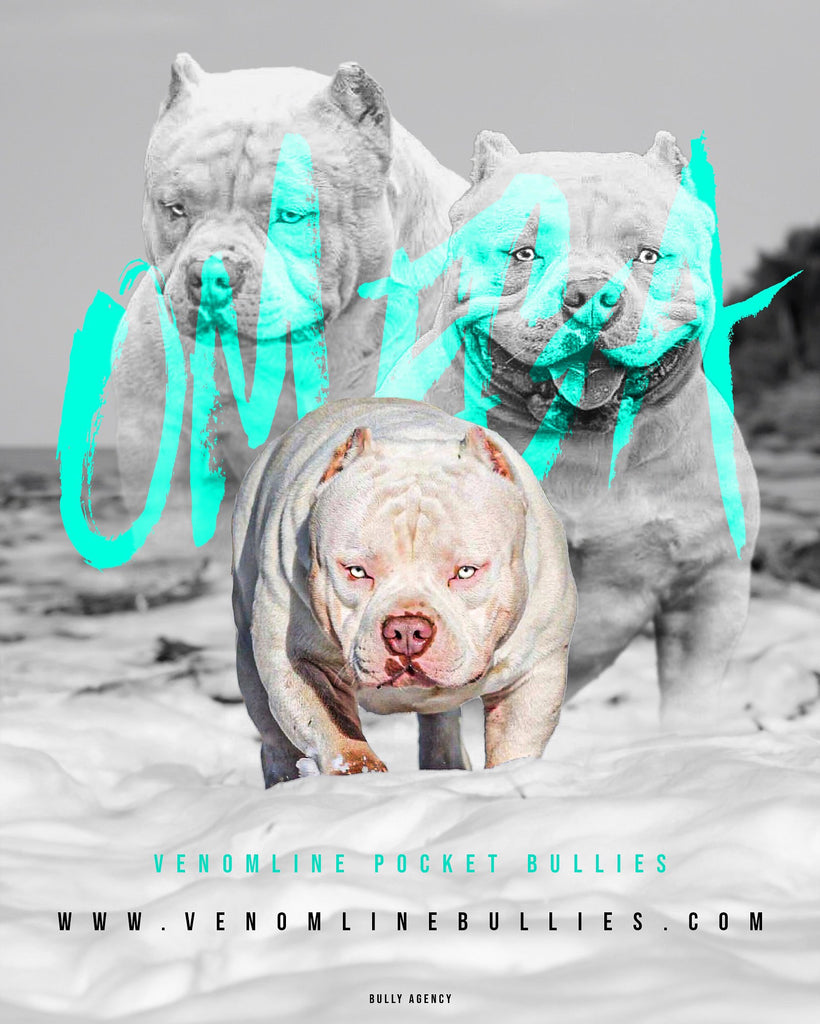 STUD SERVICE | STUD CREDITS | PAID IN FULL DISCOUNT | AMERICAN BULLY STUDS