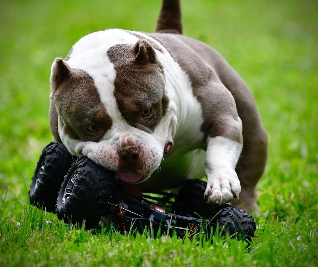 STUD SERVICE | STUD CREDITS | PAID IN FULL DISCOUNT | AMERICAN BULLY STUDS