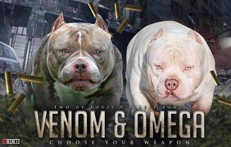 Pups For Sale – Venomline South