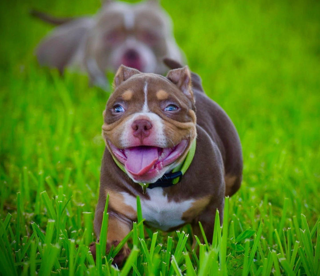 UPCOMING BREEDINGS | AMERICAN BULLY PUPPIES FOR SALE